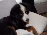 /album/herplaatsers/bas-jpg/