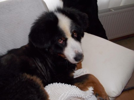 Deze leuke kerel van 7 jaar hebben we in Duitsland herplaatst en hij stelt het heel goed . Hij was niet goed verzorgd en ze hebben hem helaas voor een groot deel moeten scheren . 